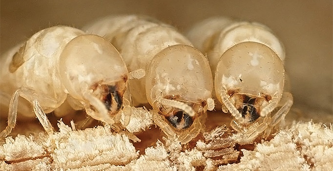 Termites in the UK Workers of the drywood termite Cryptotermes domesticus (Isoptera: Kalotermitidae), the same as discovered by CSS Services (Image: CSIRO)